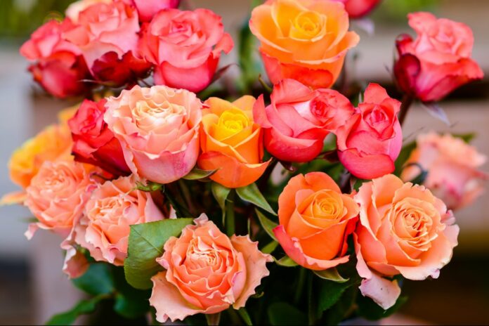 Show Mom You Love Her with Two Dozen Roses for