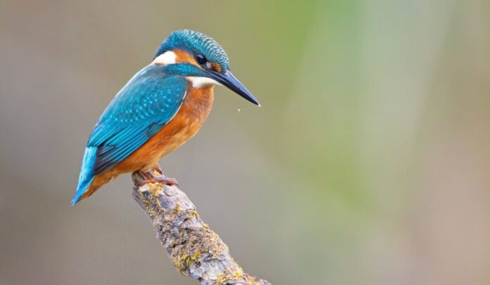 Kingfisher bird.jpg